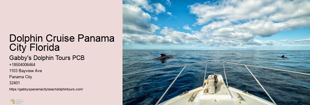 Dolphin Tours Panama City Beach Fl