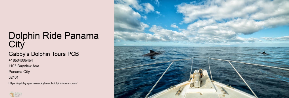 Swim With Dolphins Florida Panama City