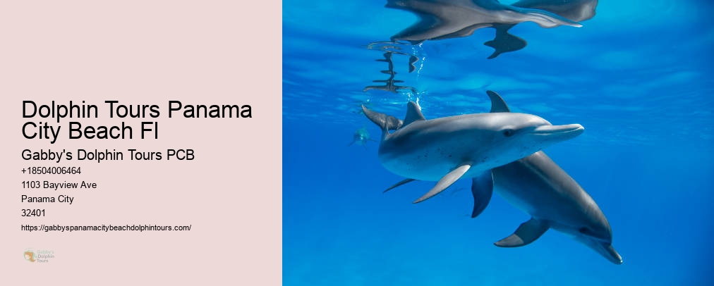 Swim With Dolphins Florida Panama City