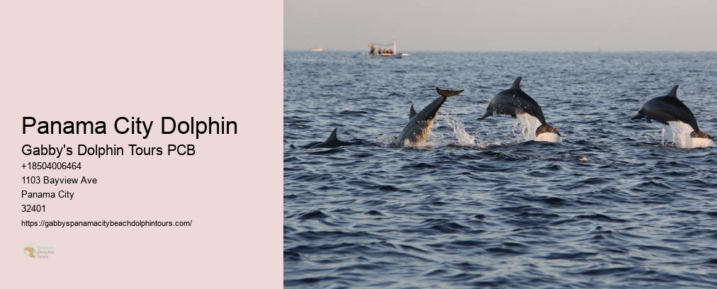 Panama City Dolphin Tours