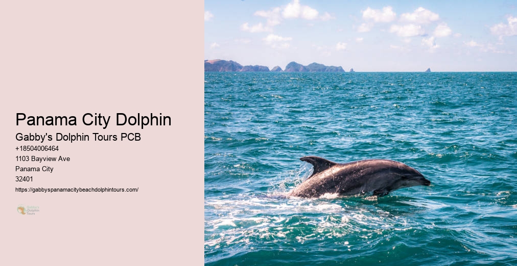 Panama City Florida Dolphin Cruise